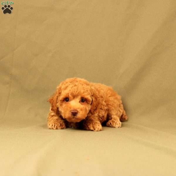 Ollie, Toy Poodle Puppy